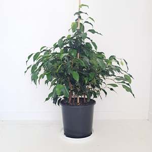 Ficus Evergreen / Weeping fig