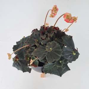 Begonia Black Mamba