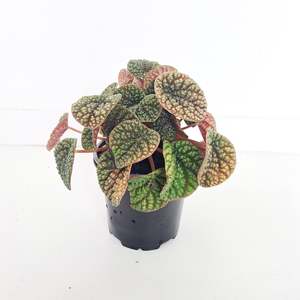 Plants Indoor Trail Or Climb: Peperomia Green Bubble