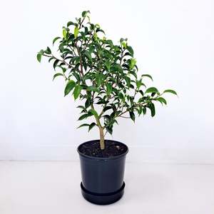 Plants Indoor Trail Or Climb: Ficus Baby Benjamina