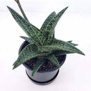 Plants Indoor Trail Or Climb: Gasteria Spotted Beauty