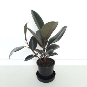 Ficus Elastica Black Knight / Rubber Plant - branching or multi planted