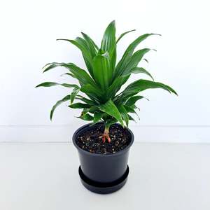 Dracaena Janet Craig Compacta