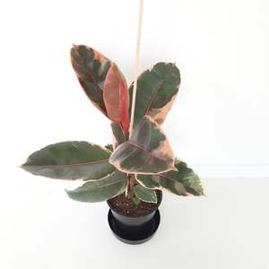 Ficus Elastica Ruby / Rubber Plant - single plant