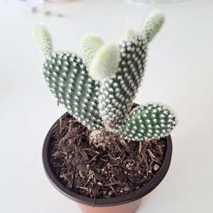 Plants Indoor Trail Or Climb: Cacti - Opuntia Albata / Bunny Ears