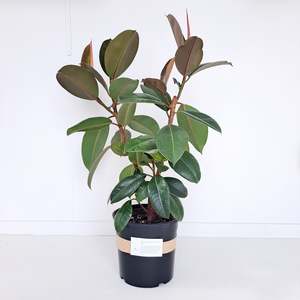 Plants Indoor Trail Or Climb: Ficus Elastica Robusta / Rubber Plant - branching plants