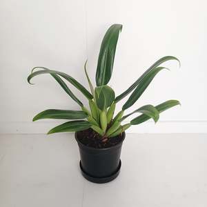 Philodendron Martianum (Fat Boy)