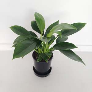 Philodendron Green Princess
