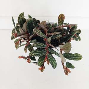 Pellionia - Pulchra
