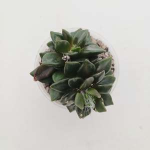Anacampseros Rufescens