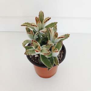 Kalanchoe Tomentosa