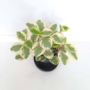 Plants Indoor Trail Or Climb: Peperomia Magnoliifolia Variegata