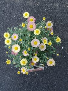 Products: Plants Online - PlantMail by Garden Central - Auckland New Zealand