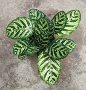 Products: House Plants