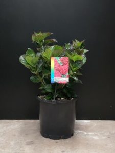 Products: Tree & Shrub