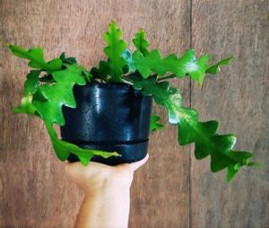 House Plants