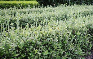 Corokia - Geenty's Green 2.5L