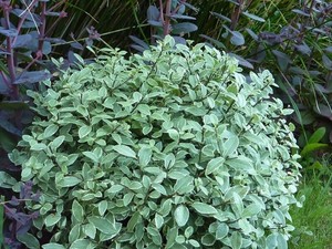 Pittosporum tenuifolium Wrinkle Blue 6L