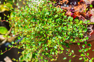Products: Muehlenbeckia Astonii 2.5L