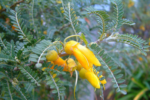 Kowhai - Sophora Molloyii (Dragons Gold) 6L