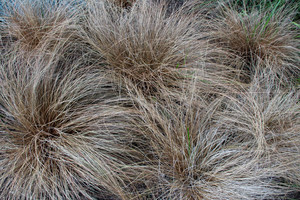 Carex Comans Bronze2.5L