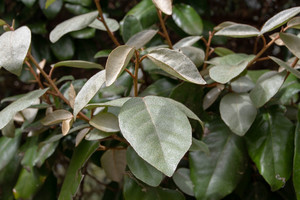 Products: Elaeagnus Ebbingei 6L
