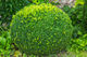 Buxus Sempervirens (Box Hedge) 2.5L