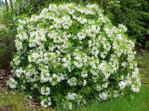 Products: Choisya Aztec Pearl (Mexican Orange Blossom) 6L
