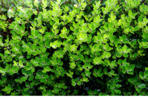 Pittosporum - Stephens Island 2.5L