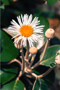Pachystegia Rufa (Marlborough Rock Daisy) 2.5L