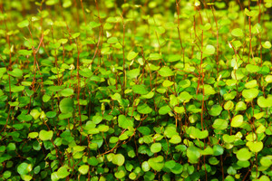 Muehlenbeckia Astonii 0.9L