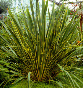 Phormium Cookianum (Mountain Flax) 0.9L
