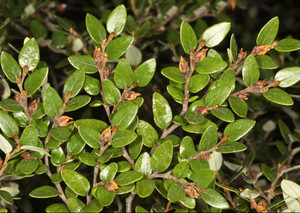 Fuscospora Cliffortioides (Mountain Beech) 2.5L