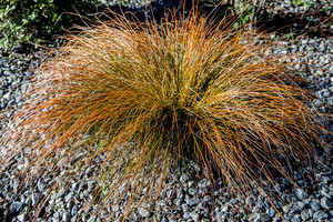 Carex Comans Bronze 0.9L