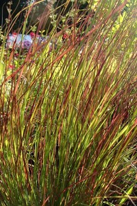 Anemanthele Lessoniana (Windgrass) 0.9L