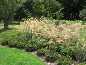 Chinochloa Flavicans (Dwarf Toe Toe) 0.9L