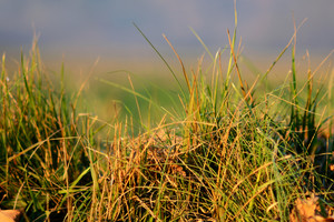 Chionochloa Rubra (Red Tussock) 0.9L