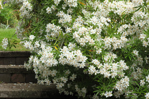 Products: Choisya Ternata (Mexican Orange Blossom) 2.5L