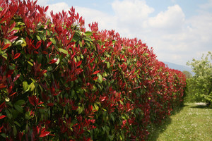Photinia Red Robin 2.5L