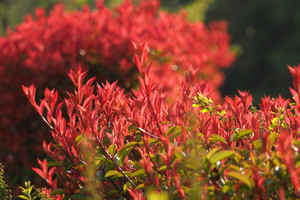 Photinia Red Robin 0.9L