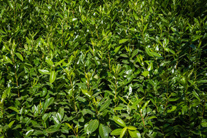 Products: Prunus Lusitanica 2.5L