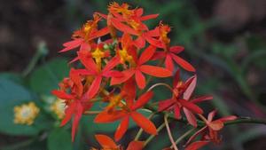 Products: Epidendrum radicans - Subtropicals