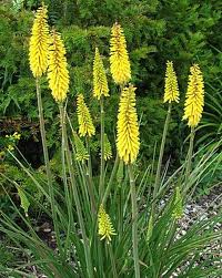 Products: Kniphofia/Hot Poker Plant - Tall yellow Poker - Perennials