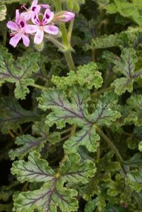 Products: Pelargonium 'Village Hill Oak' - Bedding Plants