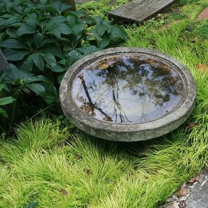 Products: Acorus gramineus Mini Green - Groundcovers