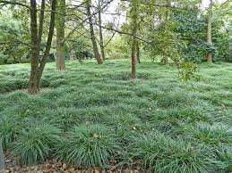 Products: Ophiopogon japonicus - Groundcovers
