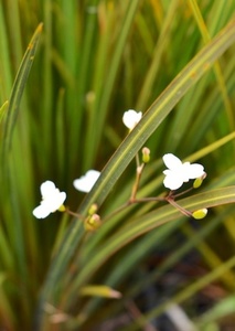 Products: Libertia ixioides - Groundcovers