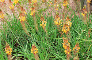 Products: Bulbine fructescens - Groundcovers