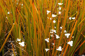 Products: Libertia peregrinans - Groundcovers
