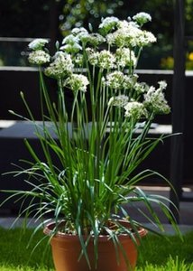 Products: Garlic Chives - Top Level